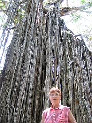 205 Curtain Fig Tree